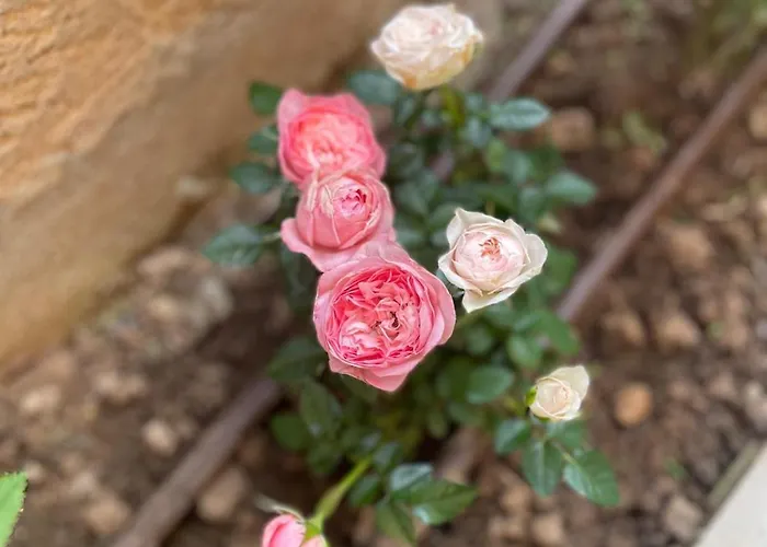 Dimora Rosaspina Semesterbostad *