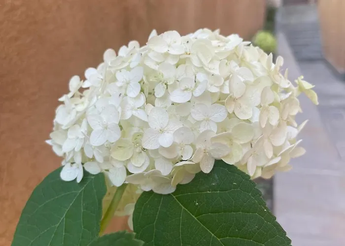 Dimora Rosaspina